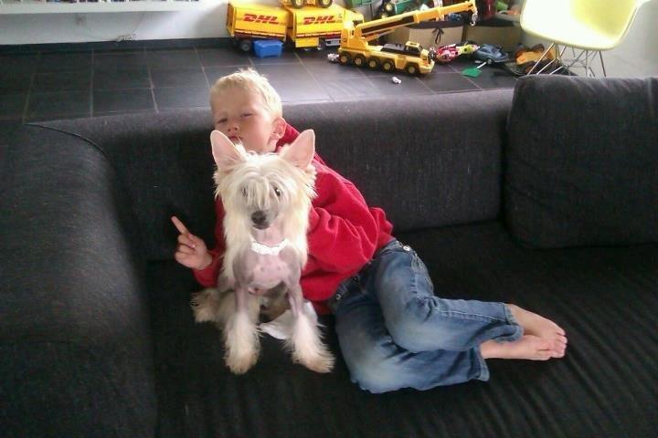 Chinese crested hårløs Instant Magic Sasima billede 8