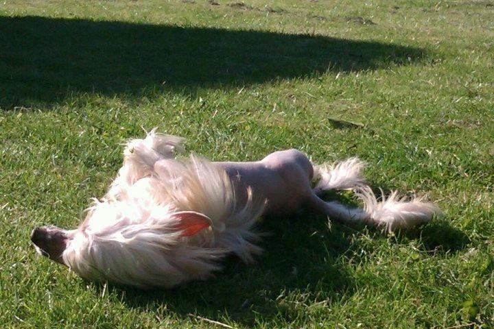 Chinese crested hårløs Instant Magic Sasima billede 9