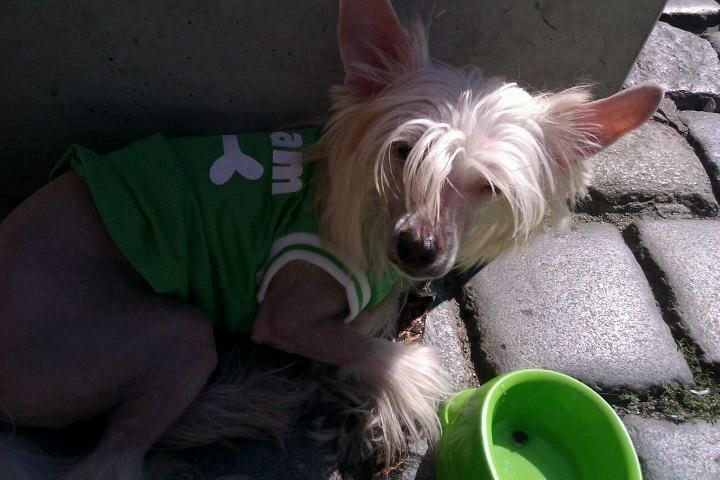 Chinese crested hårløs Instant Magic Sasima billede 10