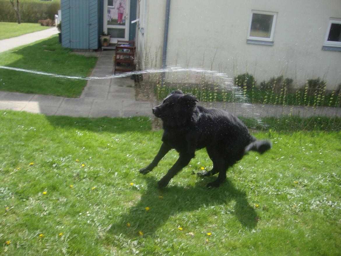 Schæferhund Volvo billede 4