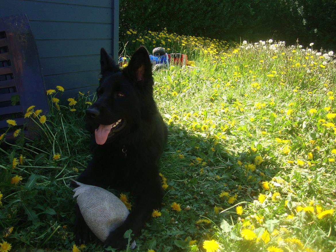 Schæferhund Volvo billede 1