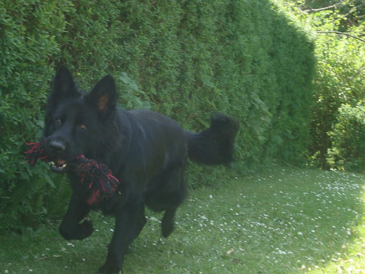 Schæferhund Volvo billede 7