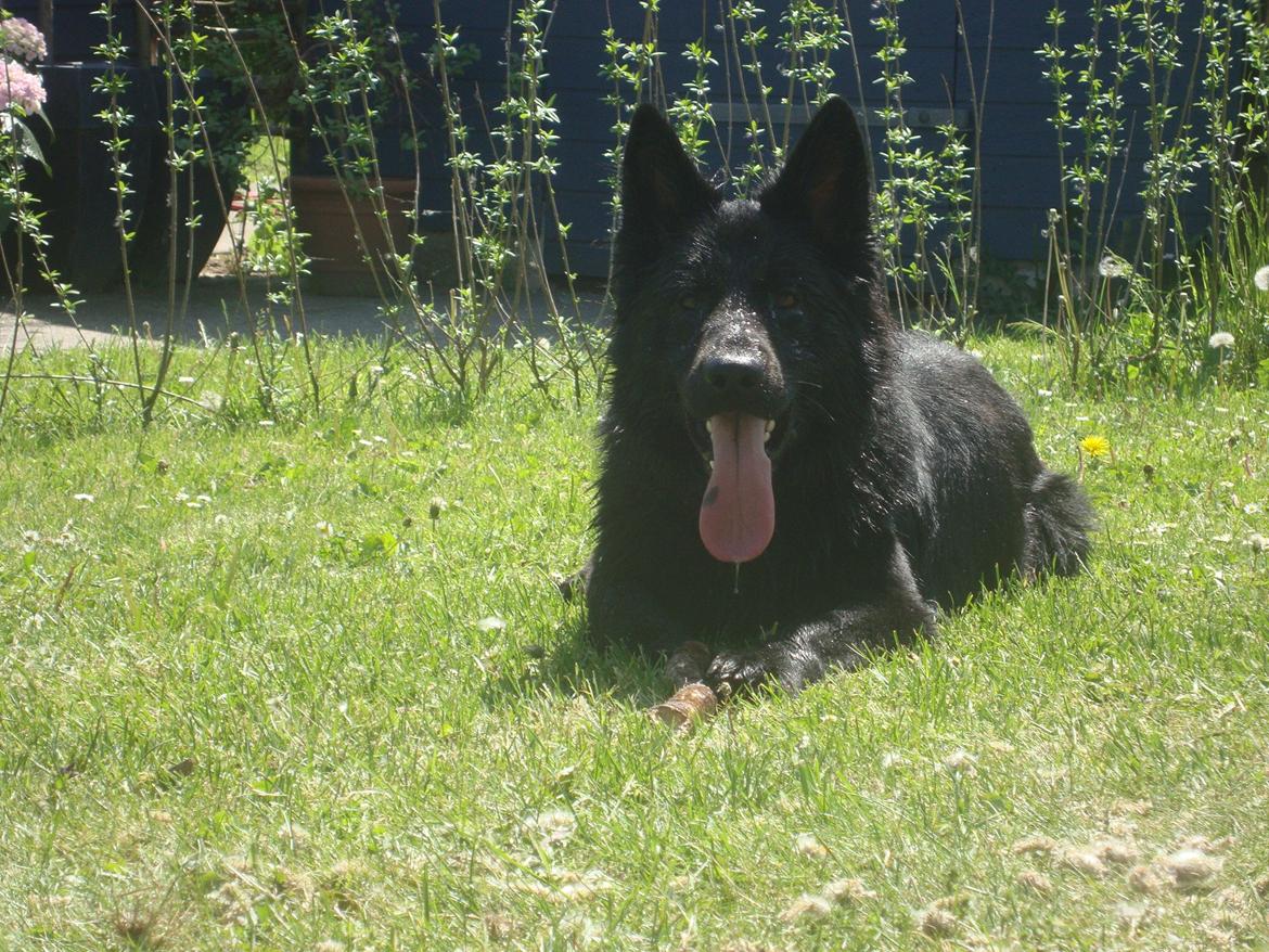 Schæferhund Volvo billede 6