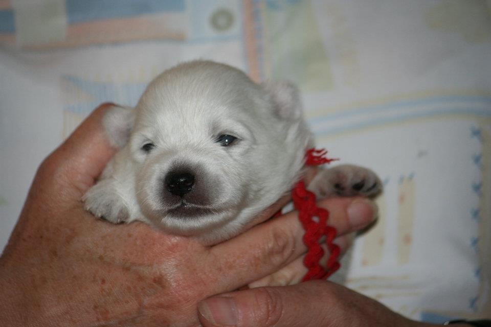 Japansk spids Ninki's Felira Hime Akira <3 - Akira har lige åbnet øjnene for første gang som den første af hvalpene <3 2 uger 
Billede - Lene eller Jan billede 15
