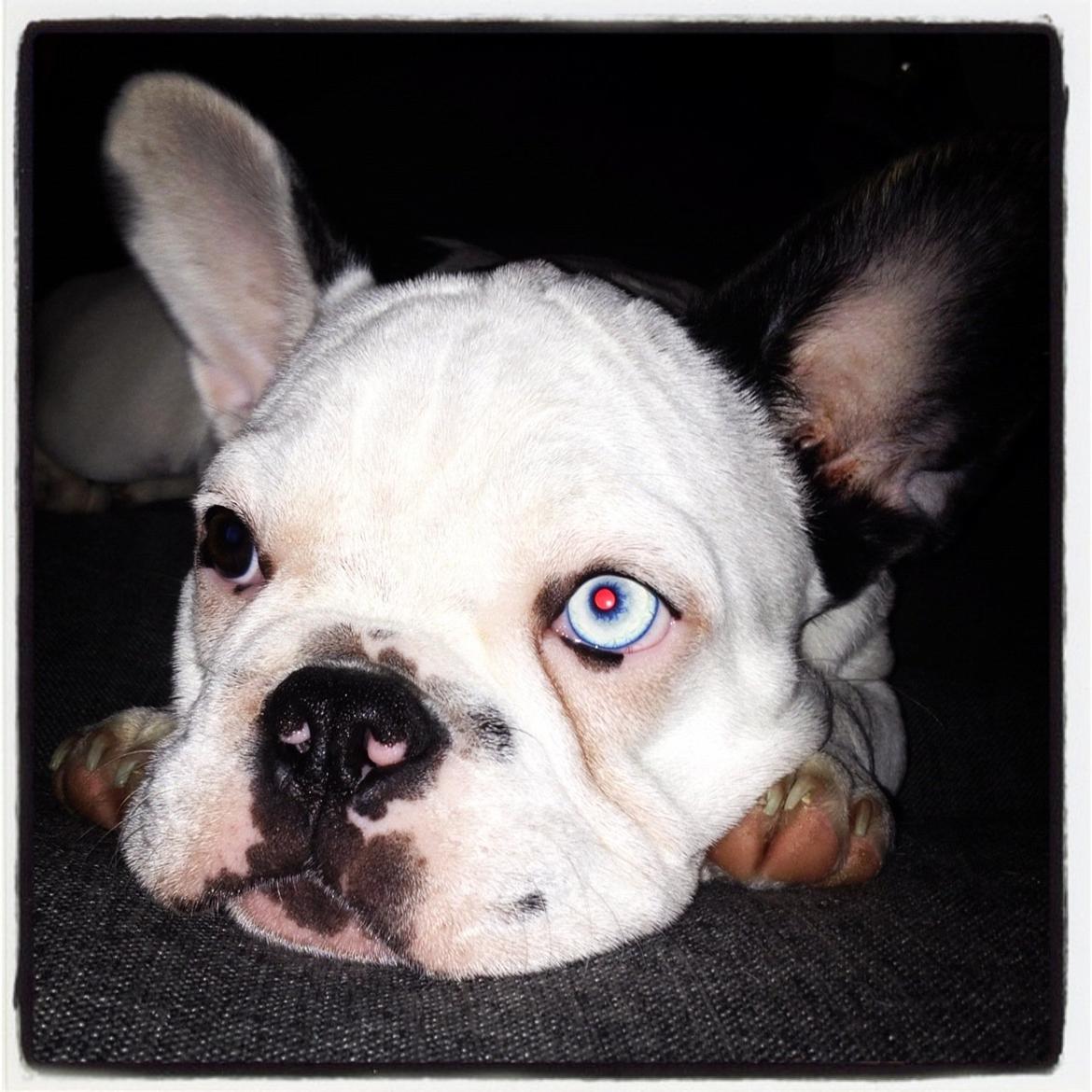 Fransk bulldog Timon billede 8