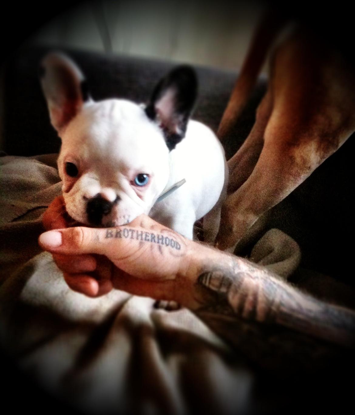 Fransk bulldog Timon billede 4