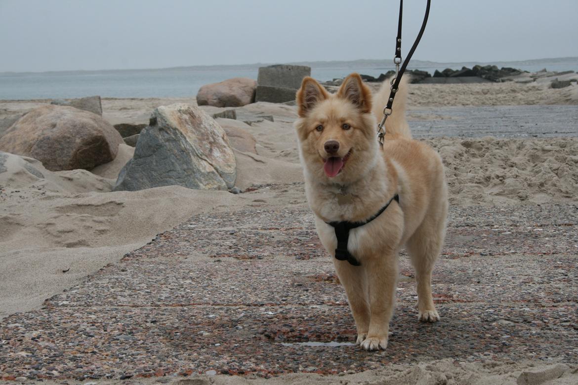 Finsk lapphund Leika (Ramona) billede 13