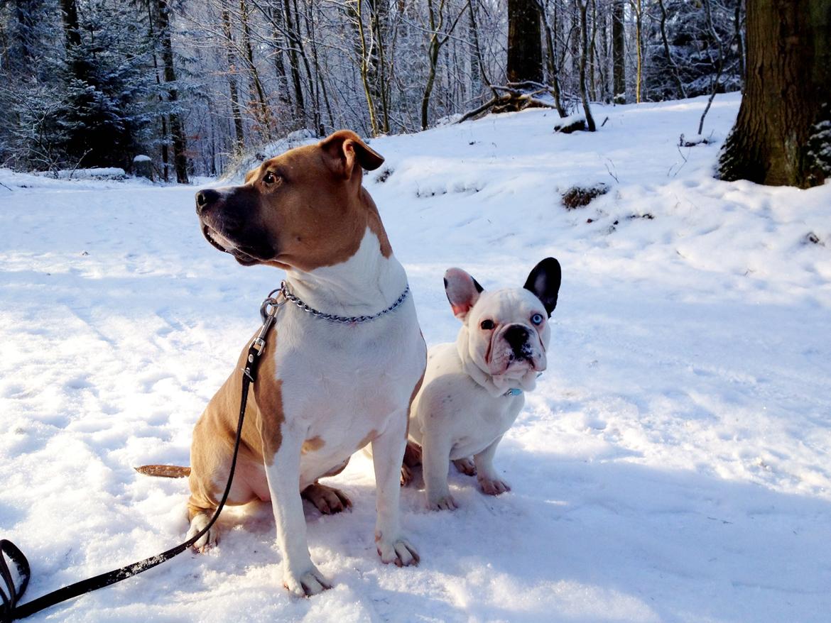 Fransk bulldog Timon billede 11