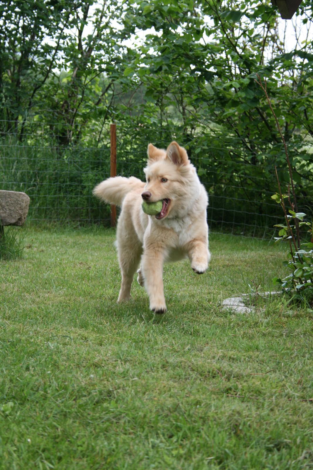 Finsk lapphund Leika (Ramona) billede 15