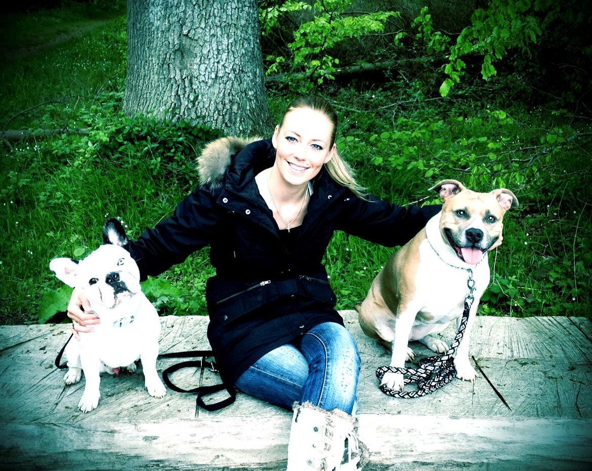 Fransk bulldog Timon billede 12