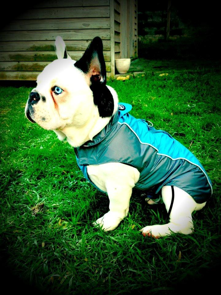 Fransk bulldog Timon billede 13