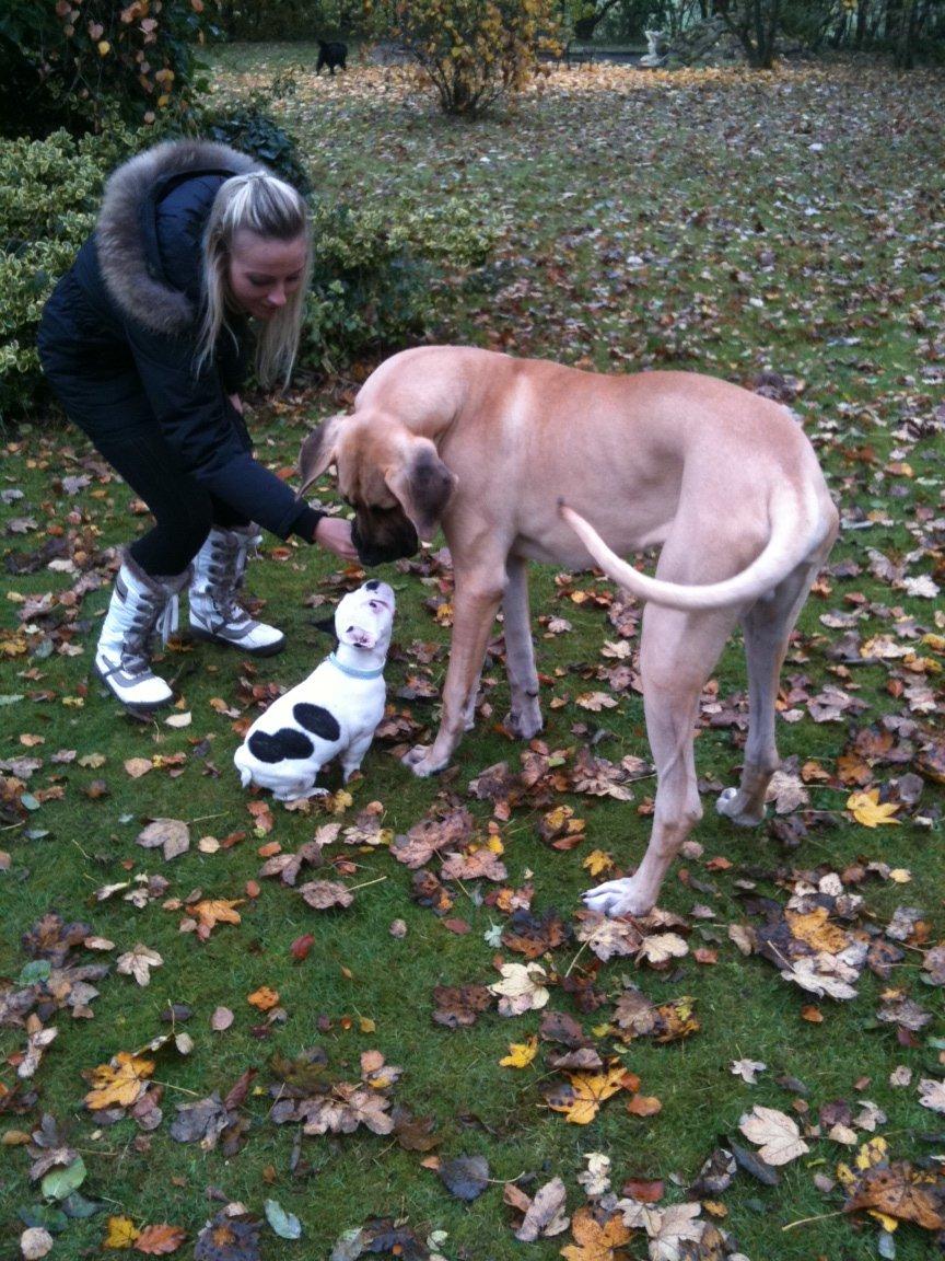 Fransk bulldog Timon billede 14