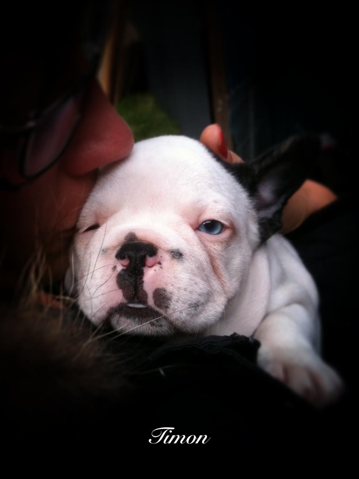 Fransk bulldog Timon billede 15