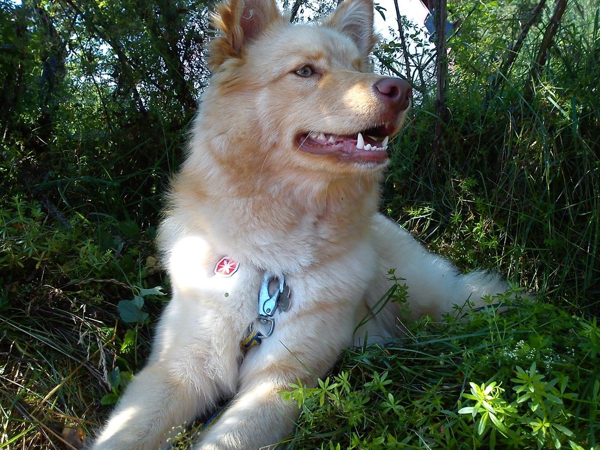 Finsk lapphund Leika (Ramona) billede 18