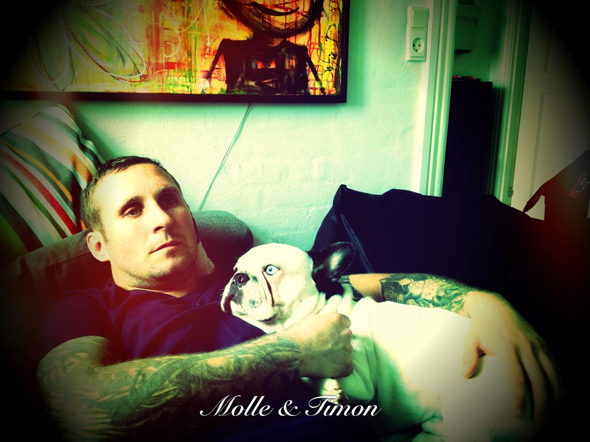 Fransk bulldog Timon billede 17