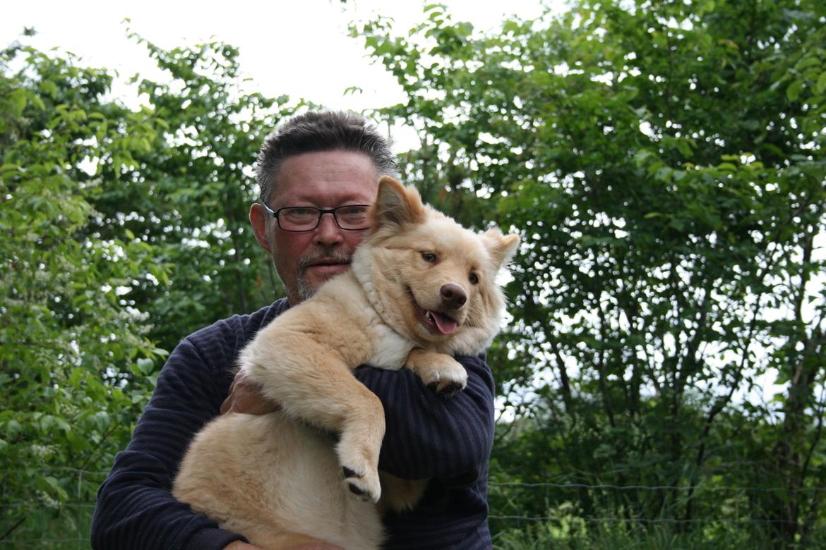 Finsk lapphund Leika (Ramona) billede 14