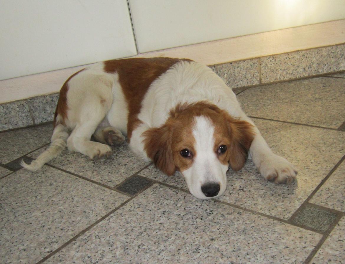 Kooikerhondje Micha billede 1