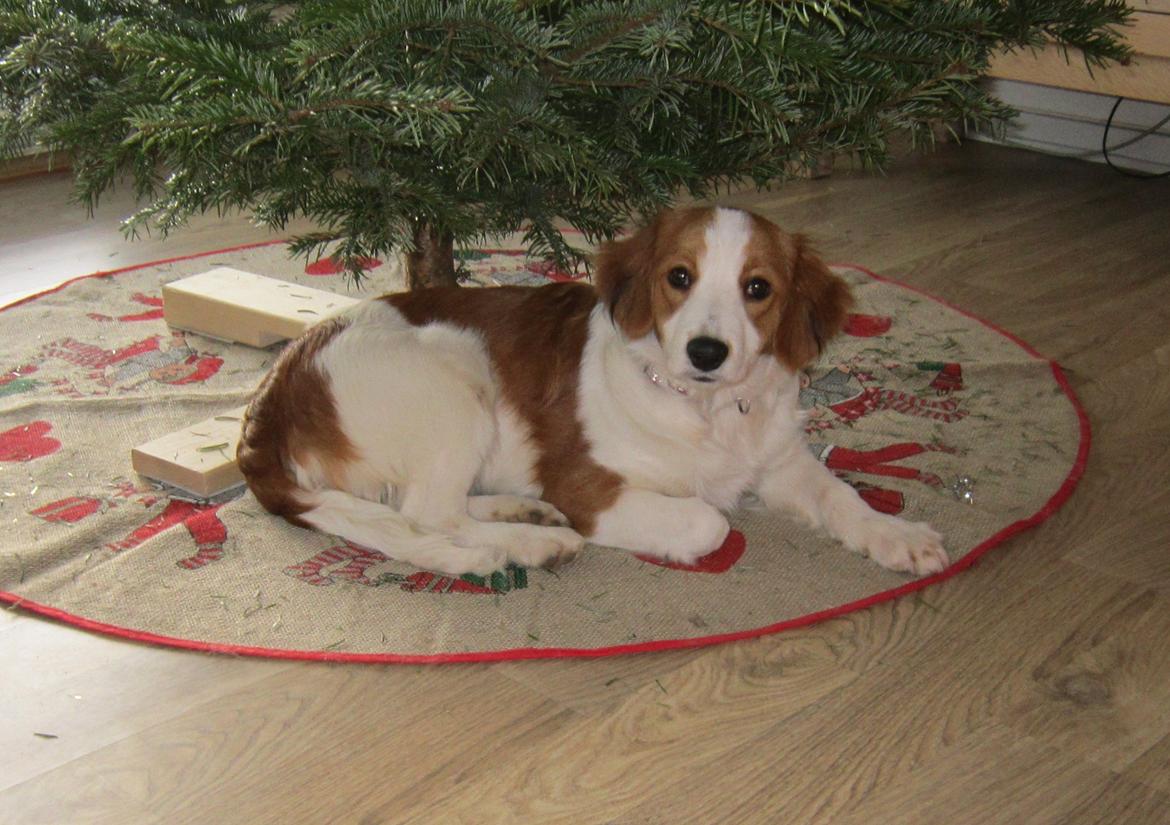 Kooikerhondje Micha billede 2