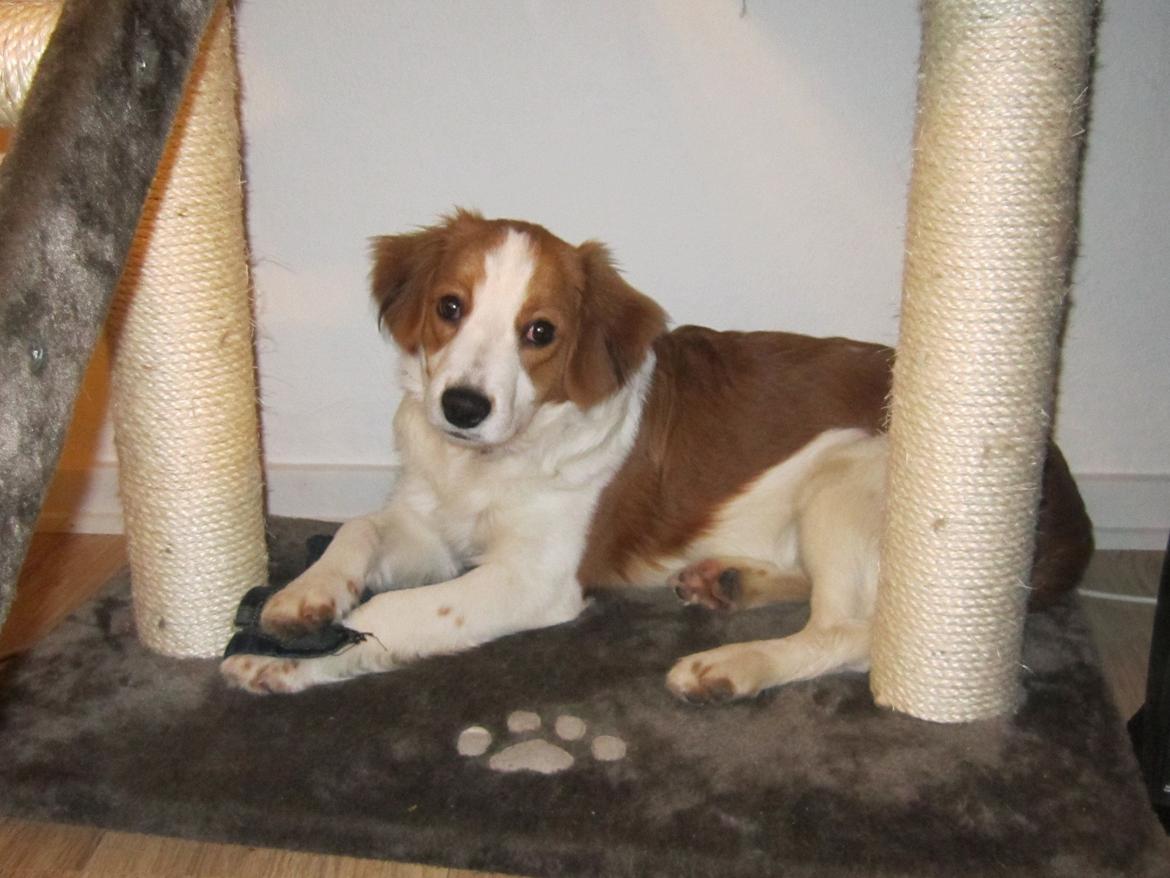 Kooikerhondje Micha billede 3