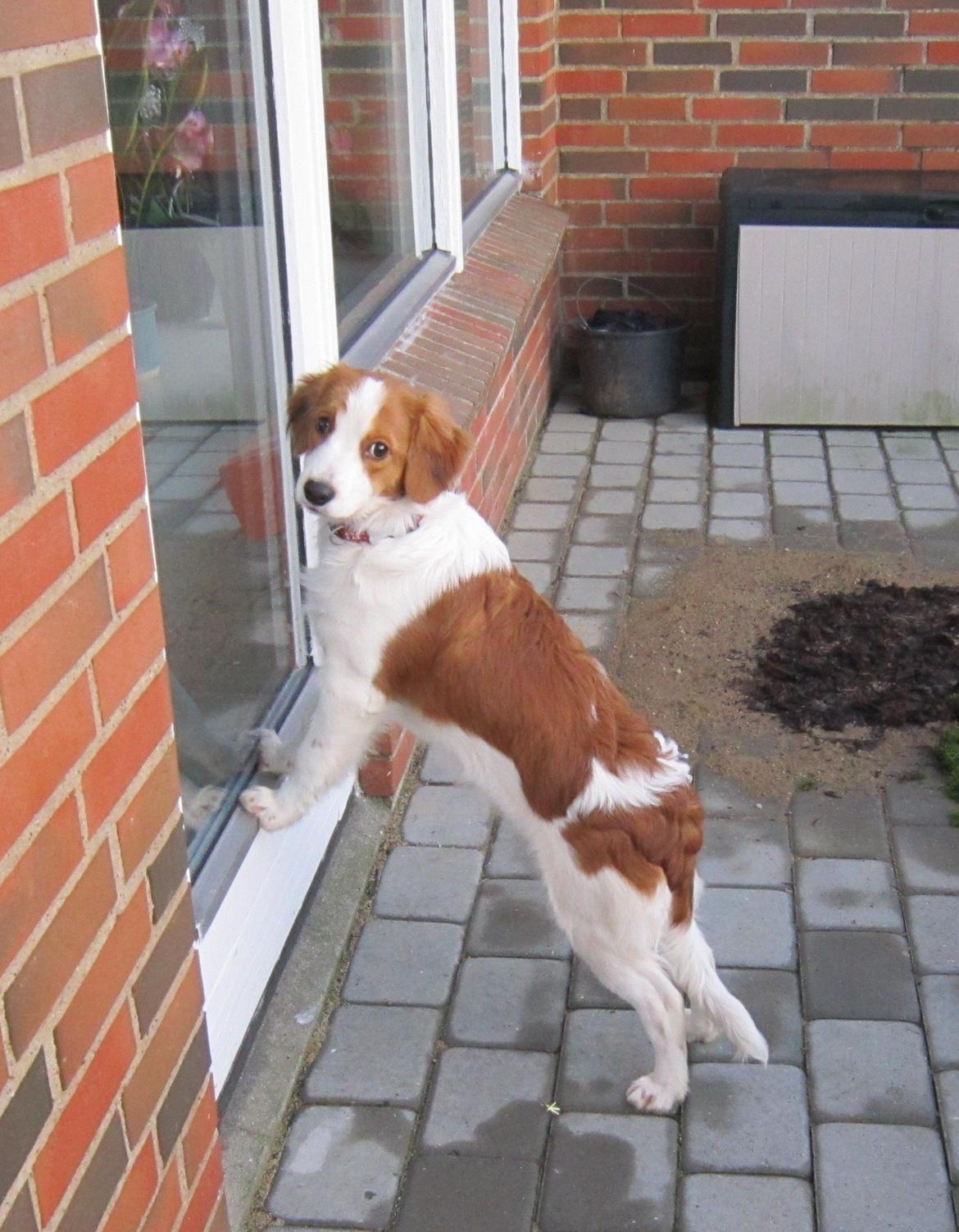 Kooikerhondje Micha billede 4