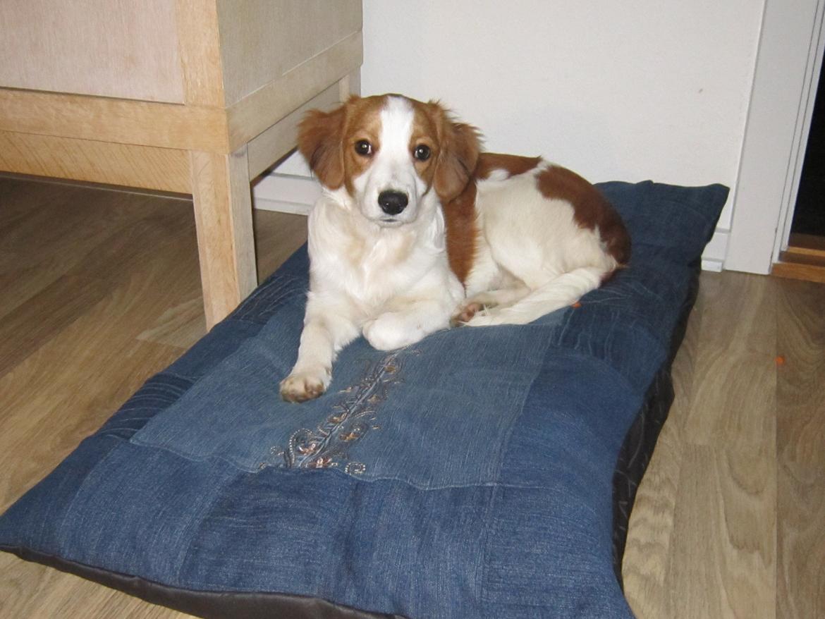 Kooikerhondje Micha billede 5