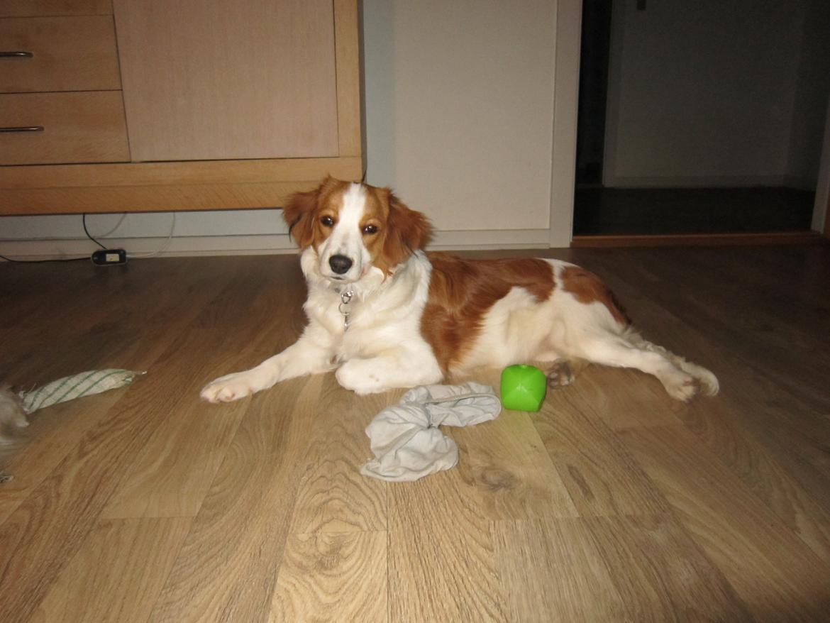 Kooikerhondje Micha billede 6