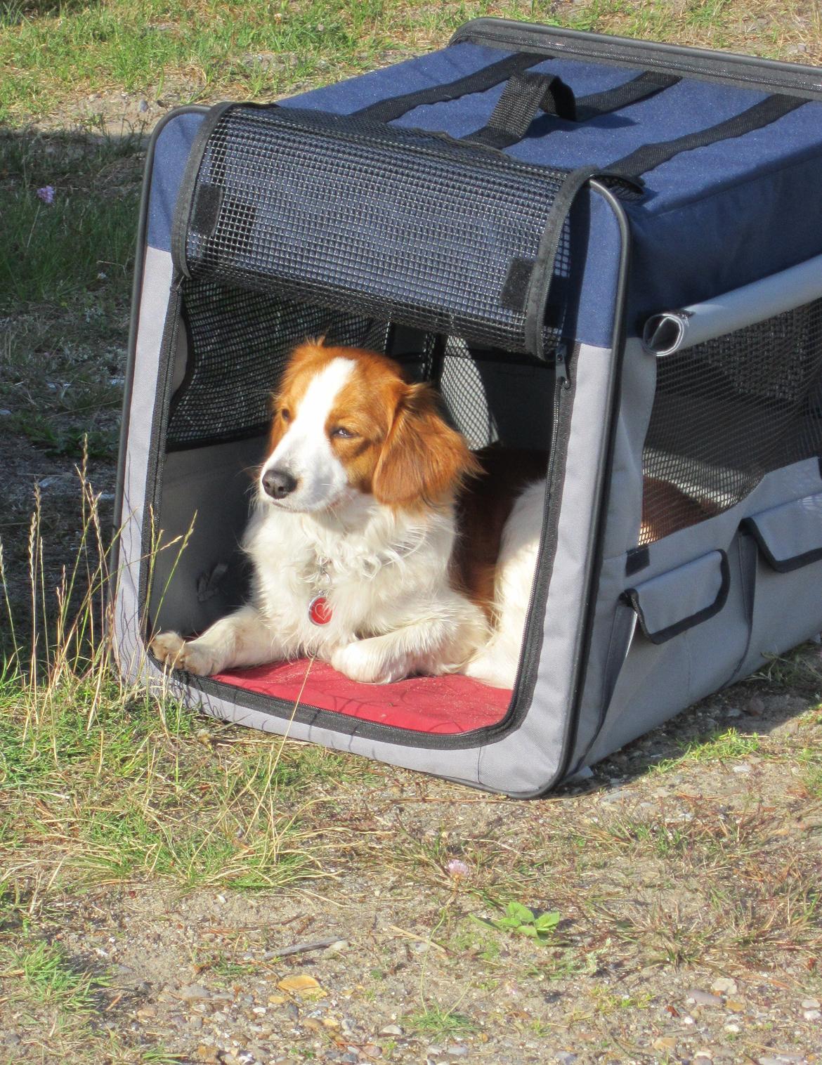 Kooikerhondje Micha billede 7