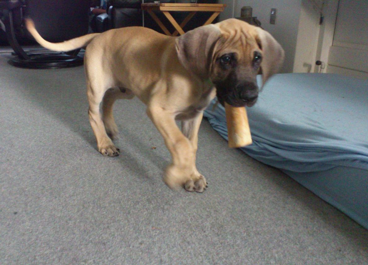 Grand danois The King and I prince Alain  -  Loke - Lav cigarføring  ;) billede 5