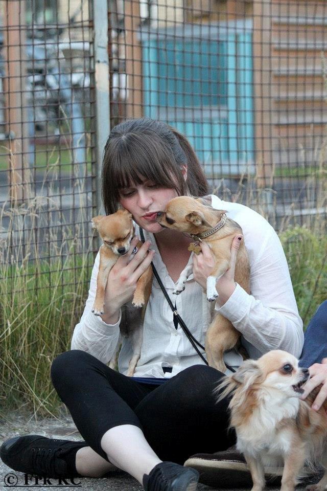 Chihuahua Chihuanas Flush of Hearts - Momo - Til traf d. 15/8 2012 - Momo slapper lidt af, mens hendes storesøster giver mig møsser. <3 :) billede 25