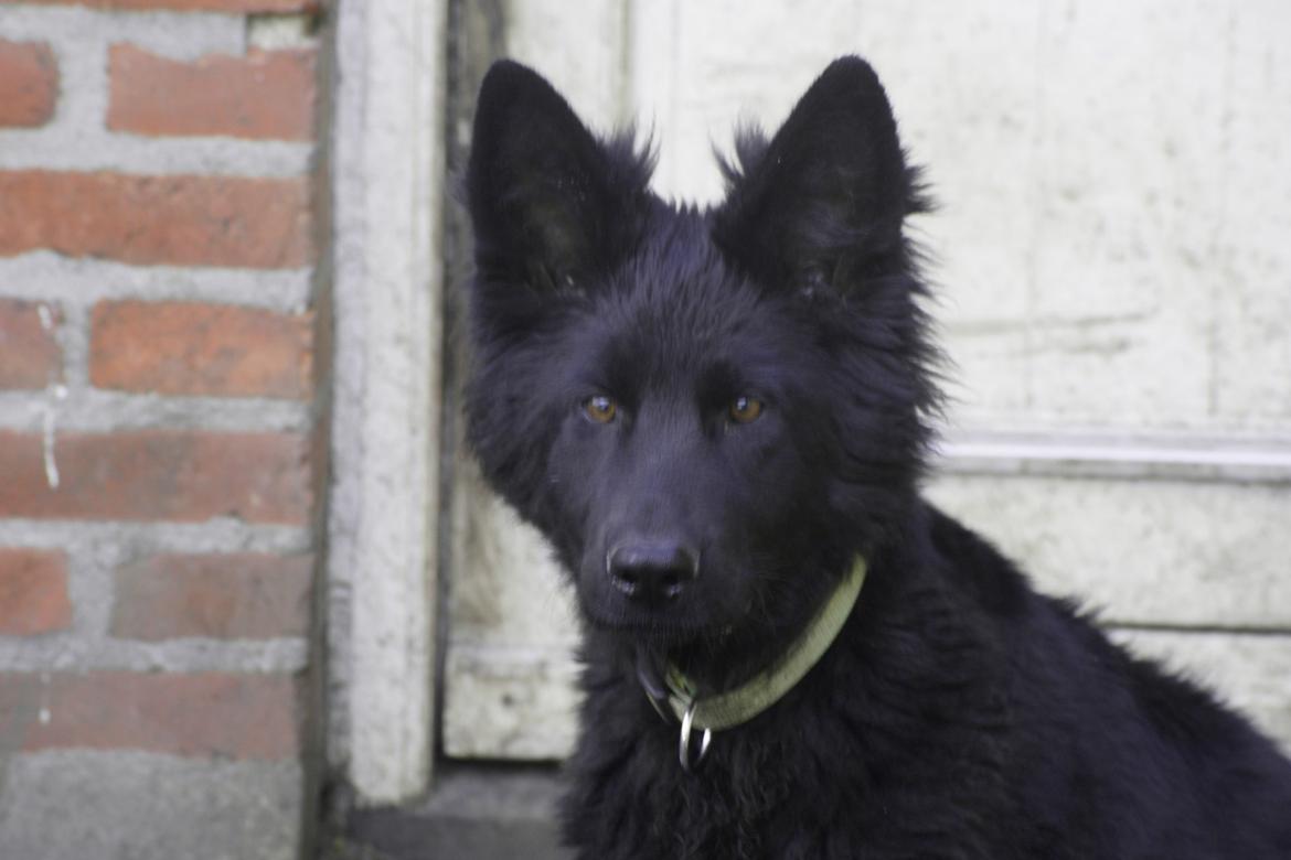 Schæferhund Volvo - Lille bitte - ca. 5 mdr.  billede 10