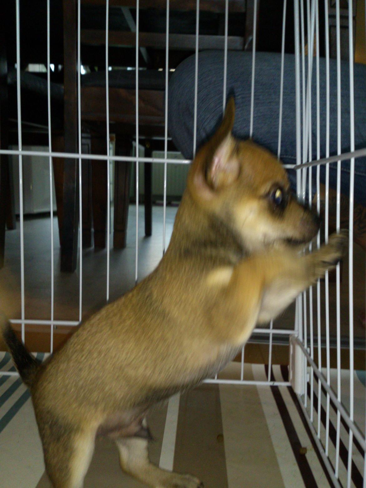 Blanding af racer Pluto billede 13