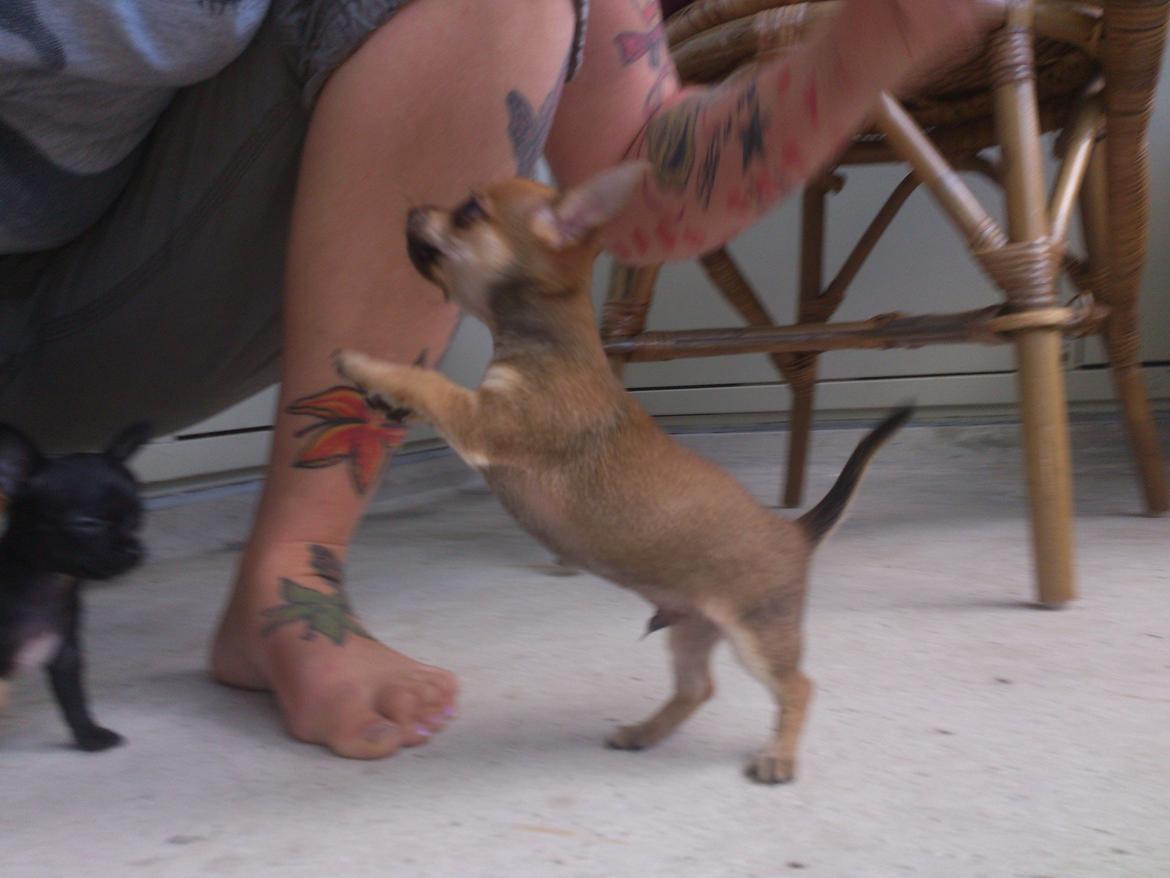 Blanding af racer Pluto billede 14