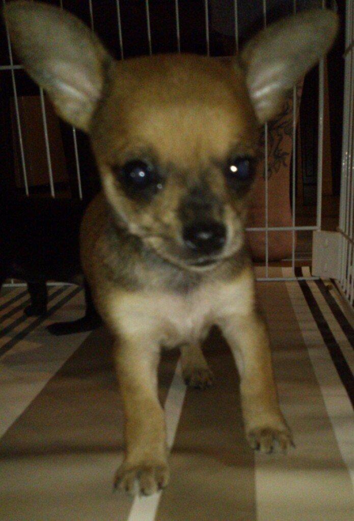 Blanding af racer Pluto billede 15