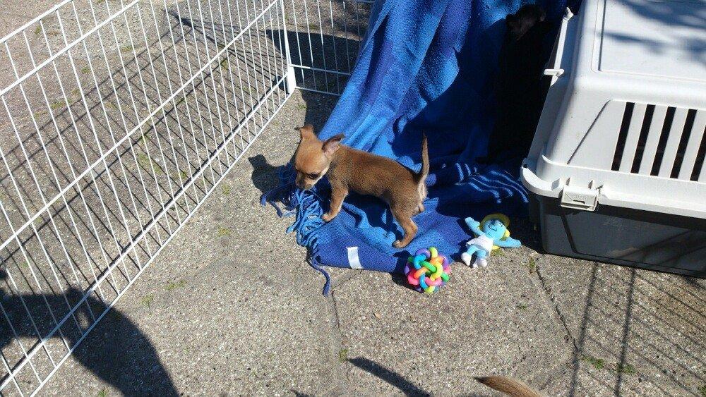 Blanding af racer Pluto billede 16