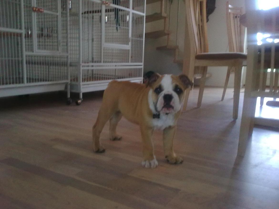 Olde english bulldogge Basil billede 15