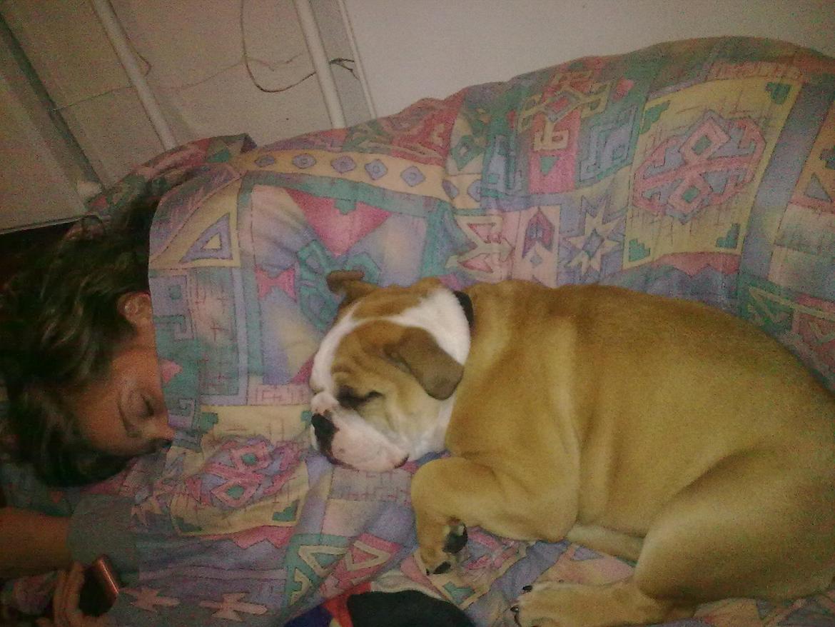 Olde english bulldogge Basil billede 14