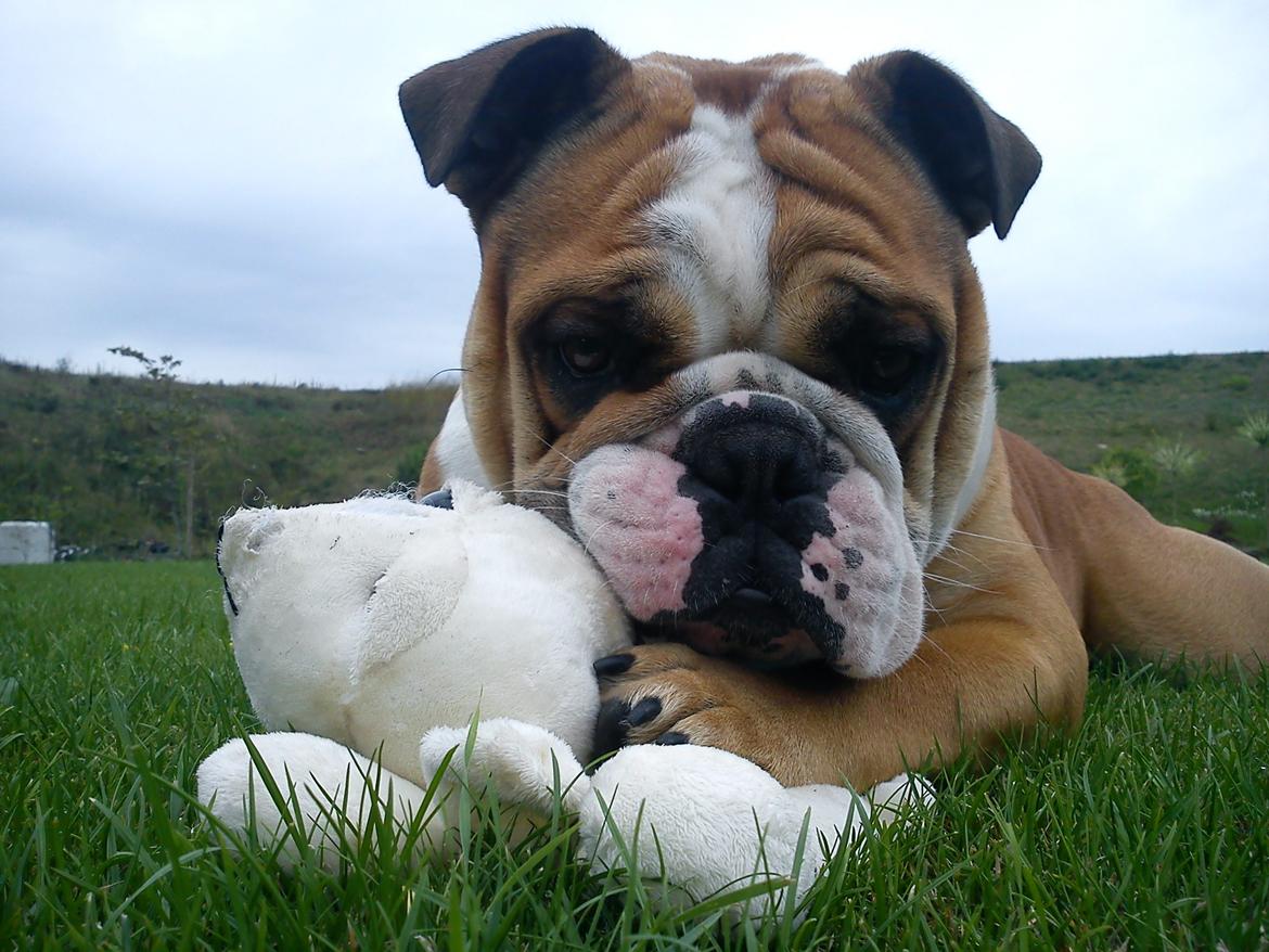 Olde english bulldogge Basil billede 2