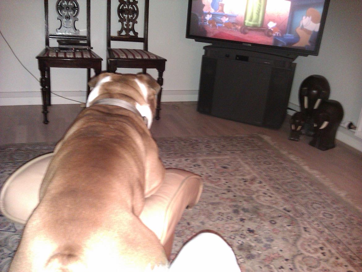 Olde english bulldogge Basil billede 12