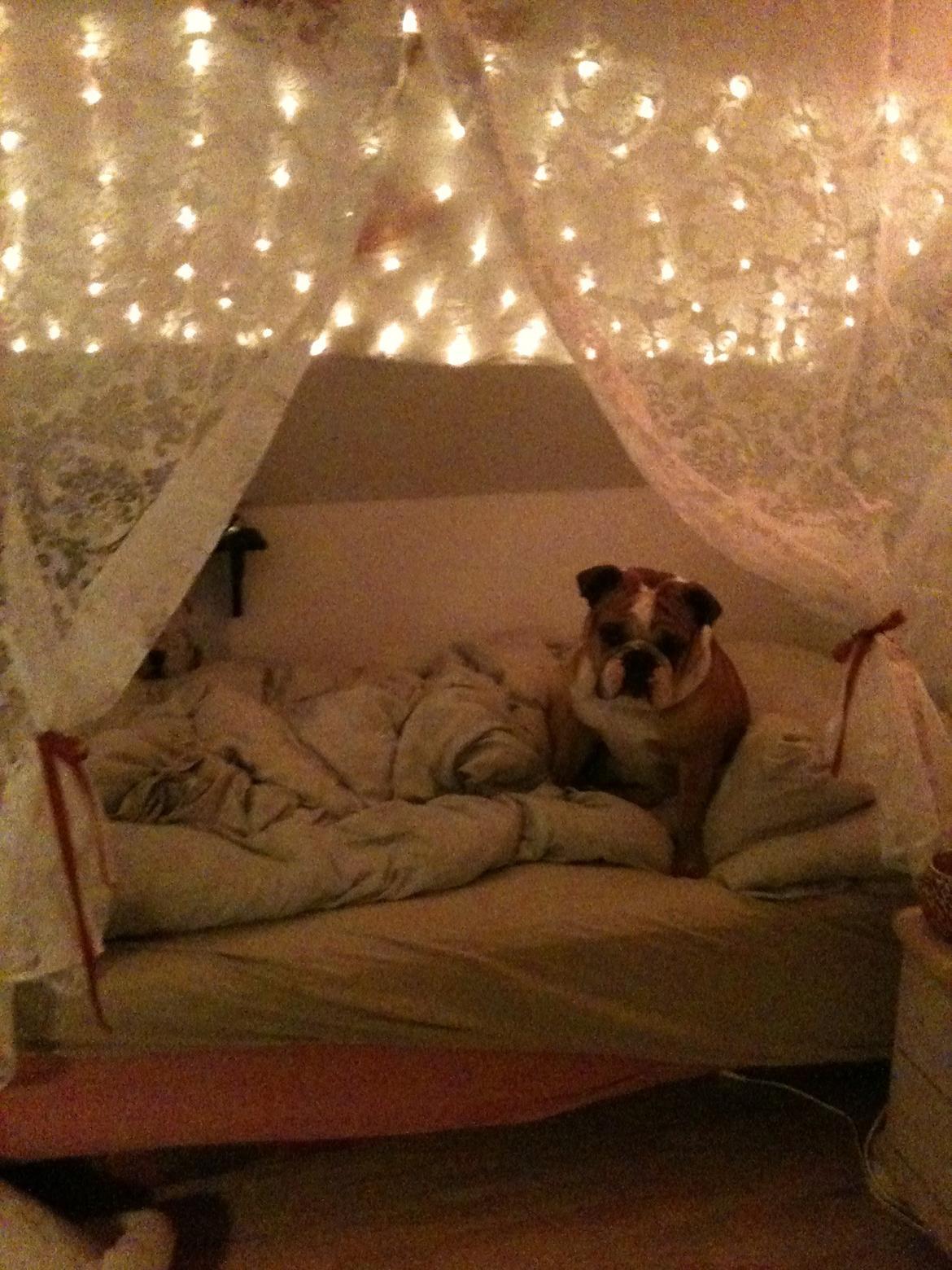 Olde english bulldogge Basil billede 13