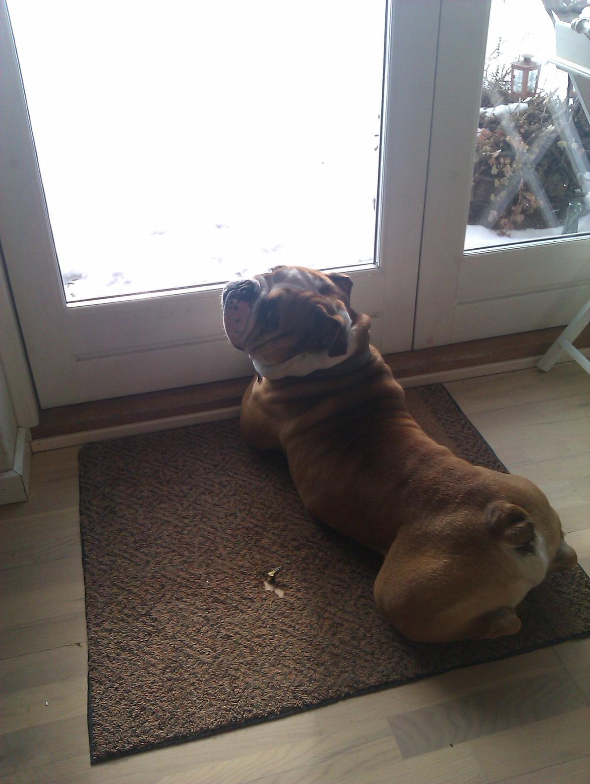 Olde english bulldogge Basil billede 9