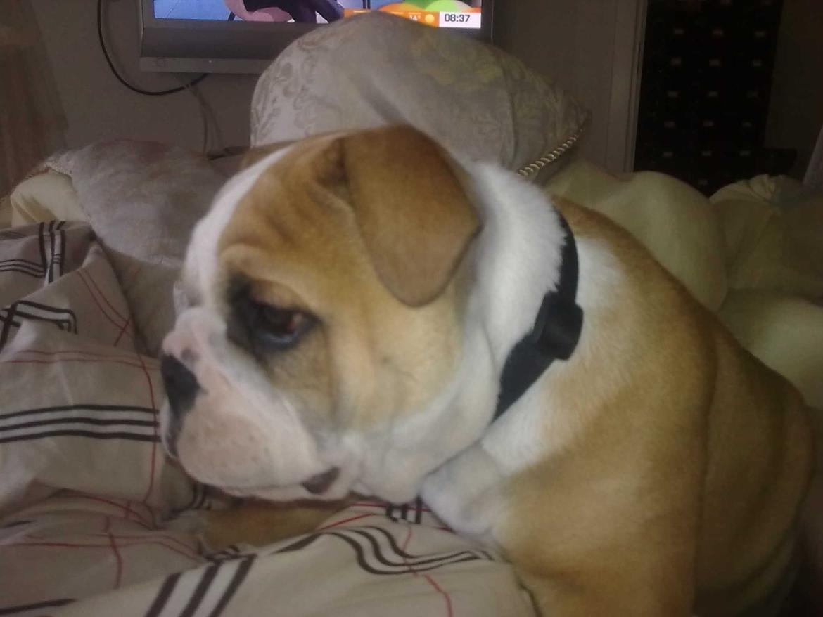 Olde english bulldogge Basil billede 18