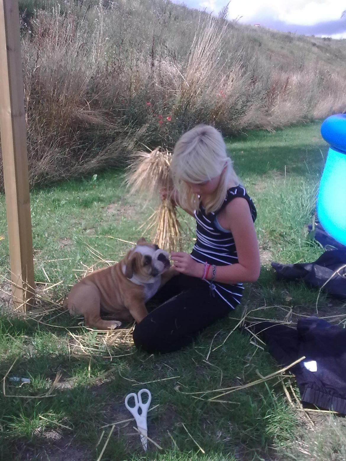 Olde english bulldogge Basil billede 17