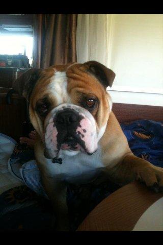 Olde english bulldogge Basil billede 5