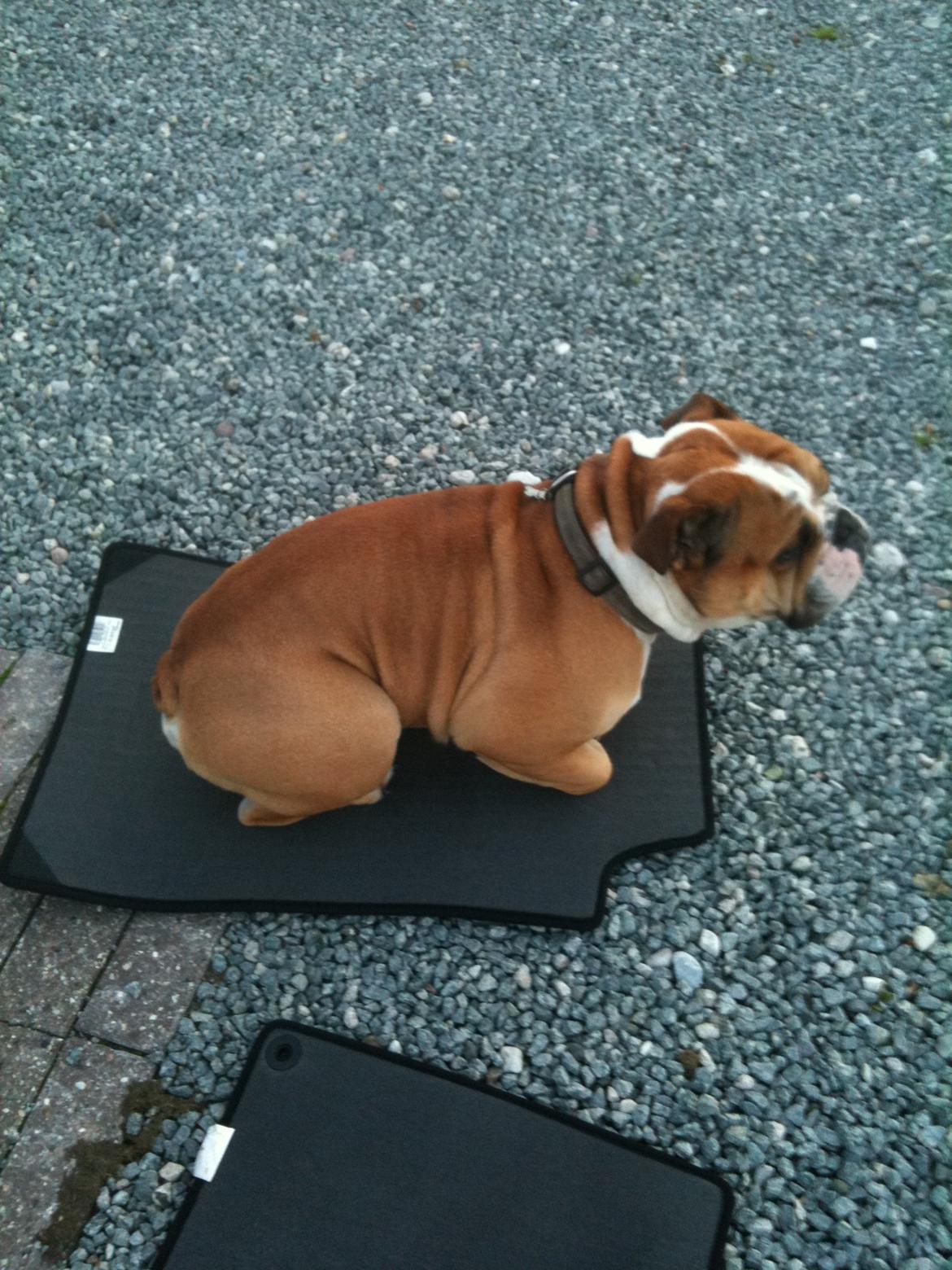 Olde english bulldogge Basil billede 8