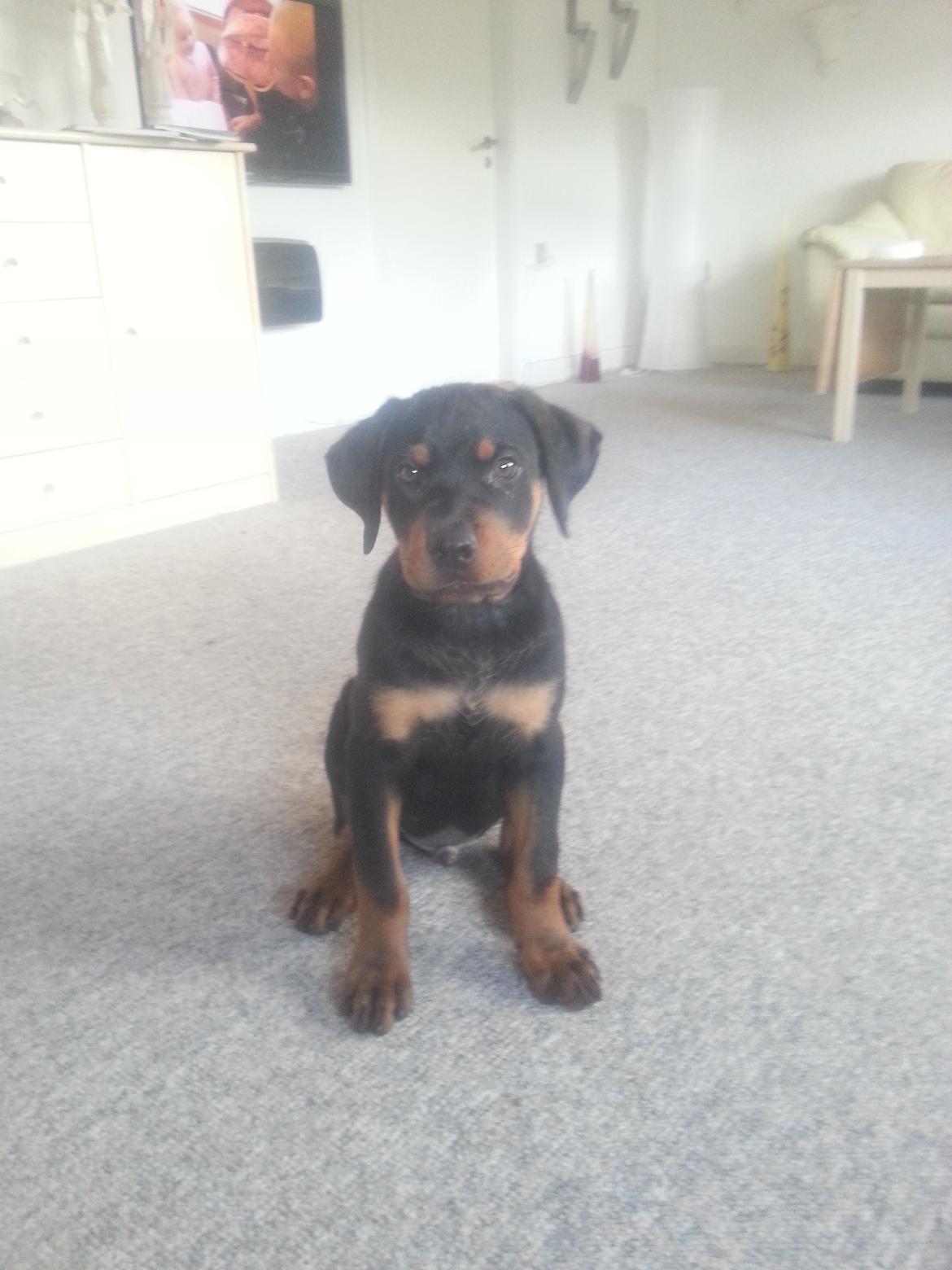 Rottweiler Kato Aflivet grundet AD/HD d. 15/4-13 - Kato 13 uger og vejer 10 kg.  billede 17