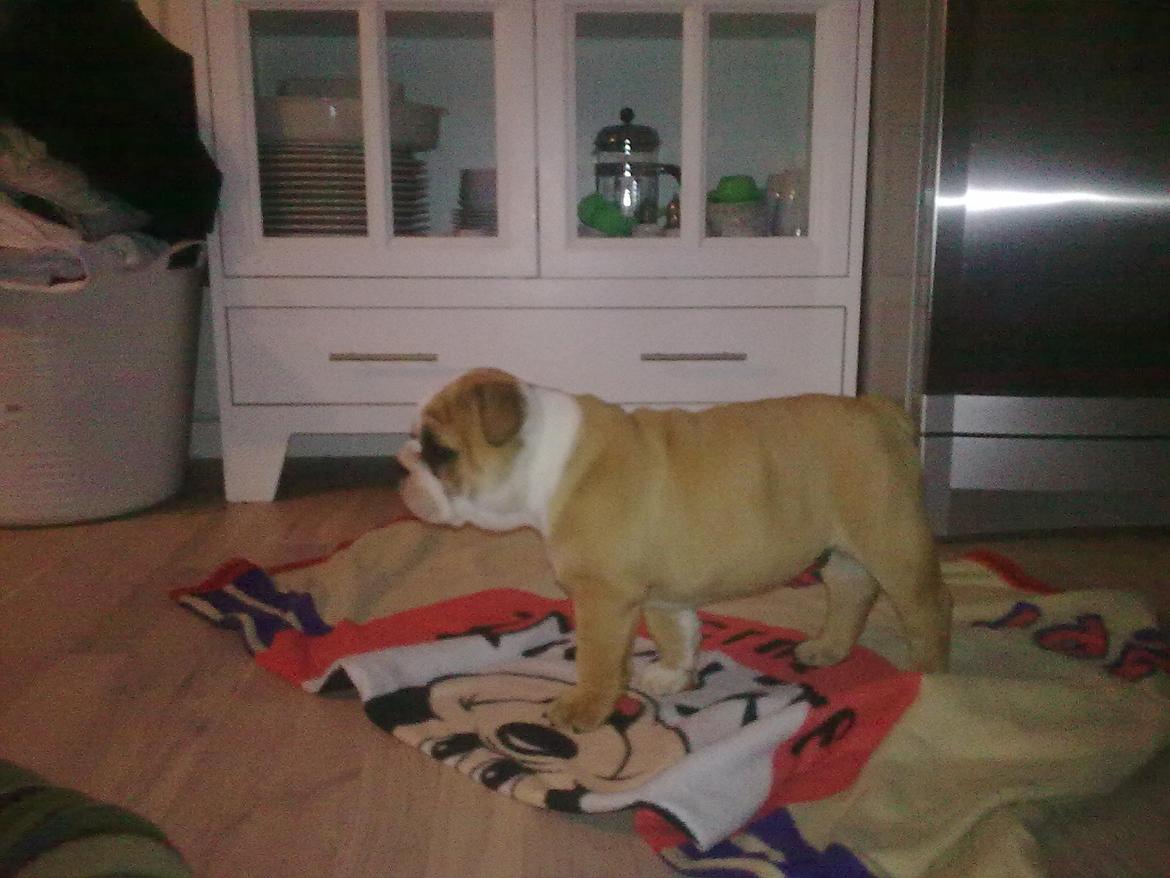 Olde english bulldogge Basil billede 19