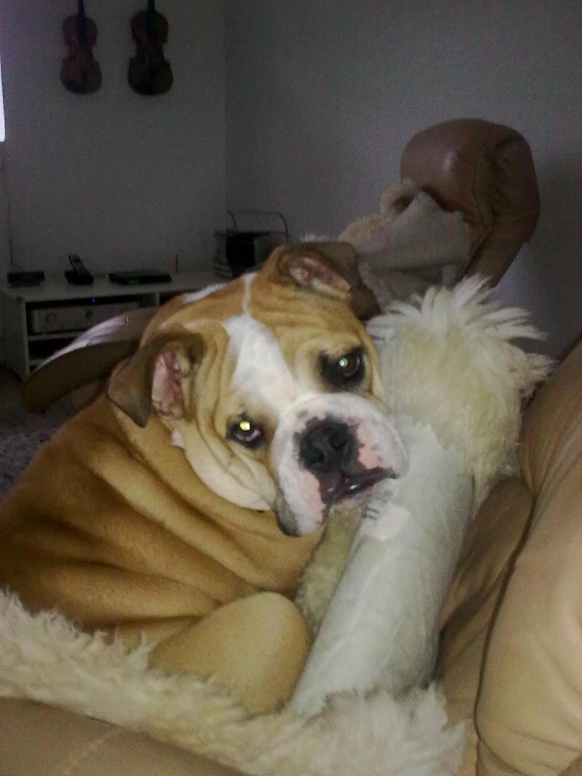 Olde english bulldogge Basil billede 16