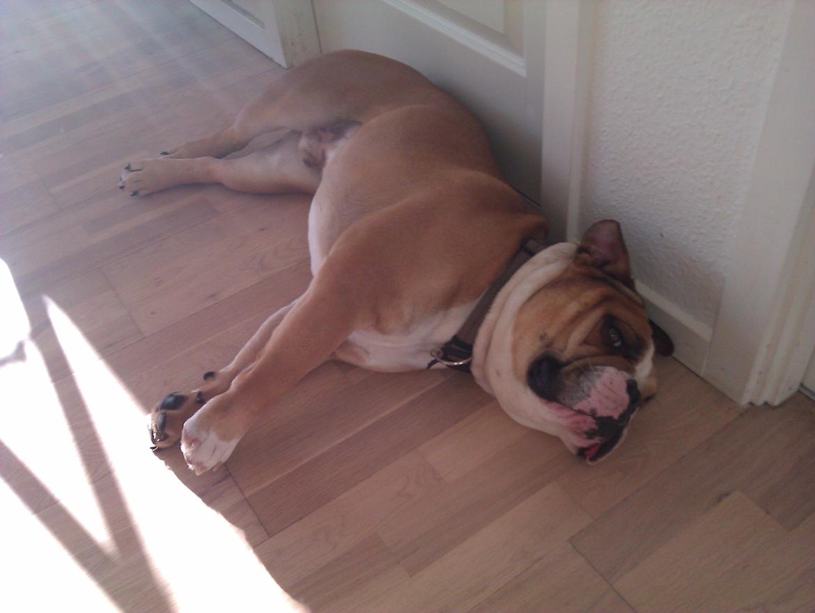 Olde english bulldogge Basil billede 10