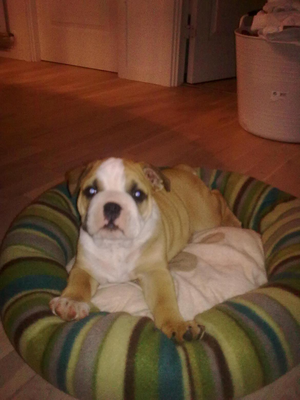 Olde english bulldogge Basil billede 20