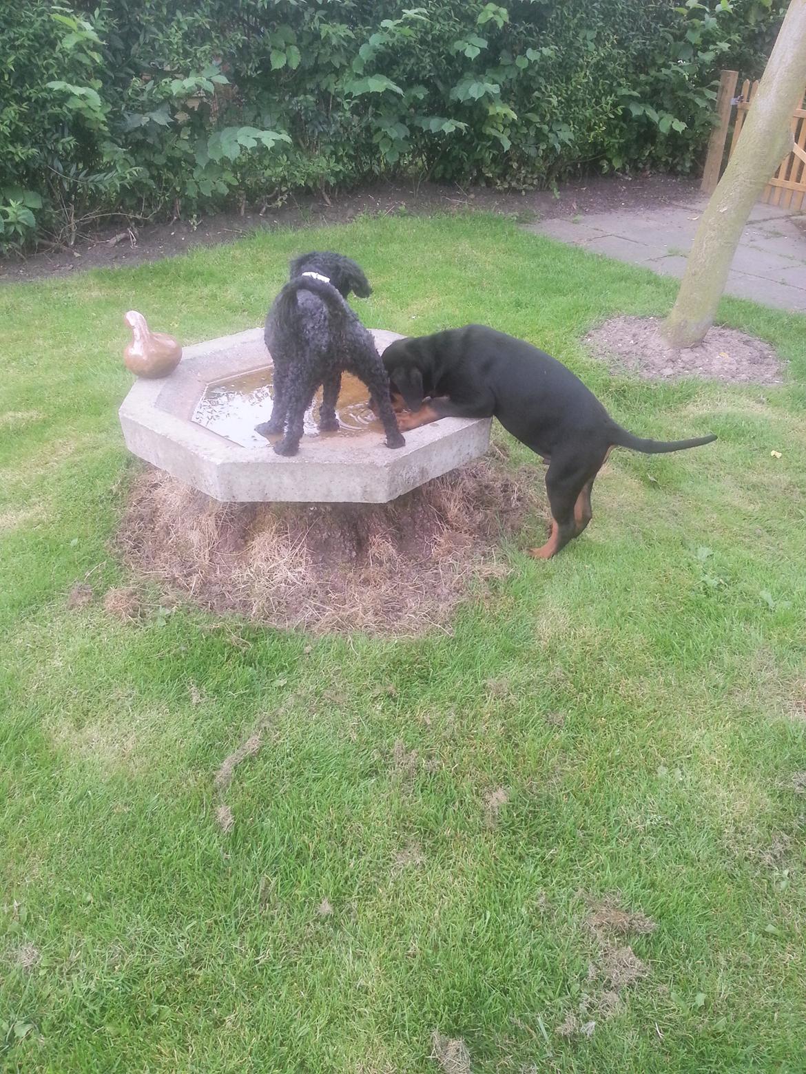 Rottweiler Kato Aflivet grundet AD/HD d. 15/4-13 - 13 uger og drikker af fuglebadet.  billede 19